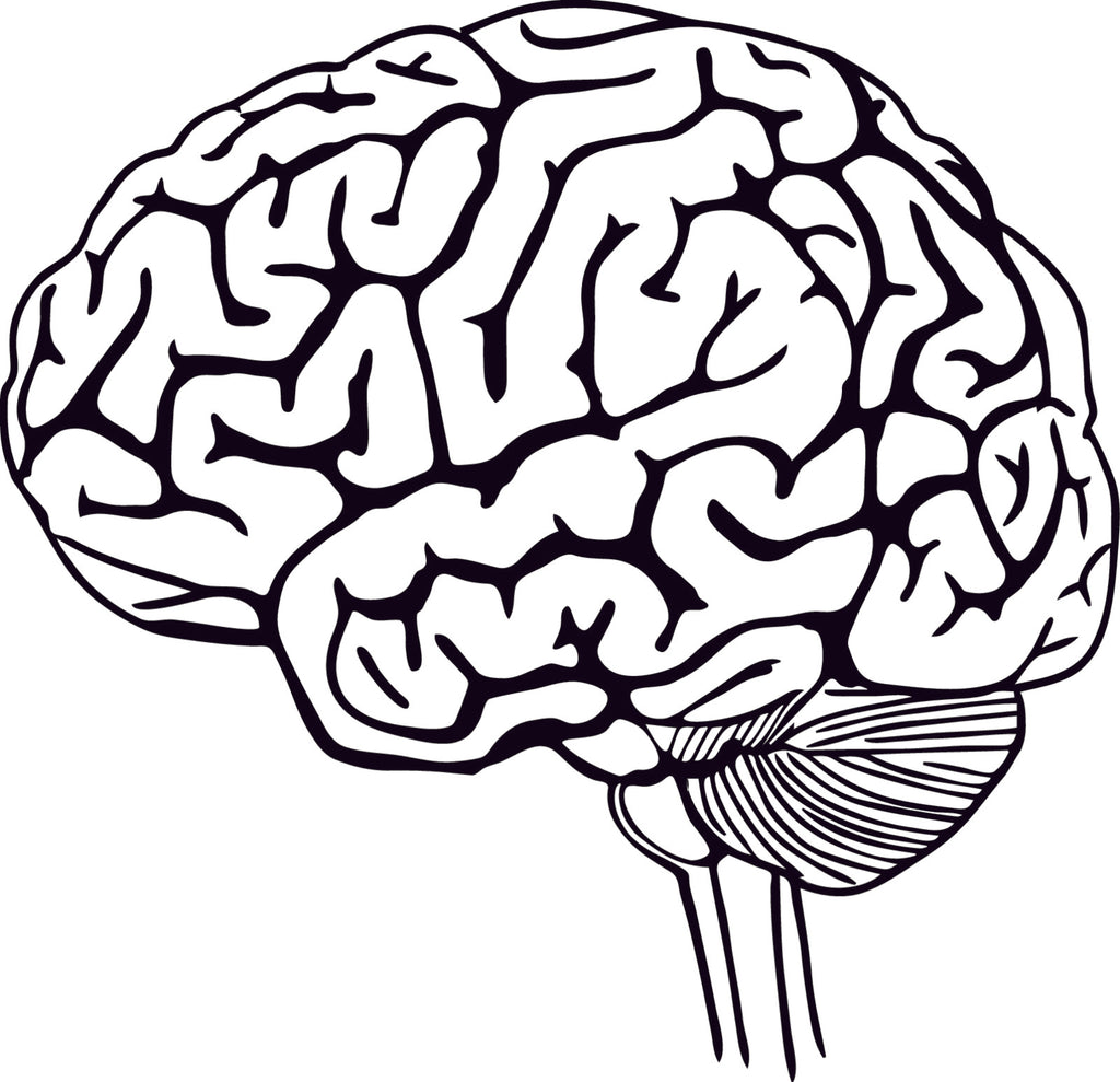 Digital Parts of the Brain 5 part cards Early Childhood version