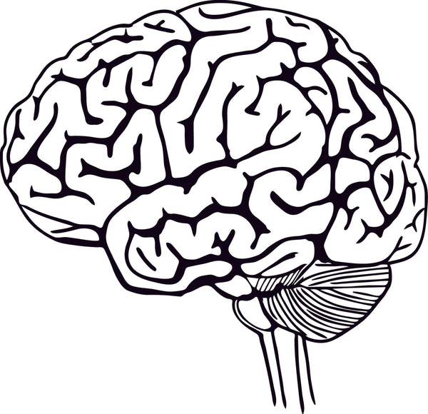 Digital Parts of the Brain 5 part cards Early Childhood version