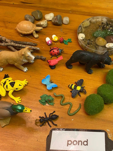 Duck, frog, dog, twigs, turtle, rocks, pond, cub, moss rocks, mushrooms, ladybug, bird, butterfly, tree frog, ant, snake, bee.