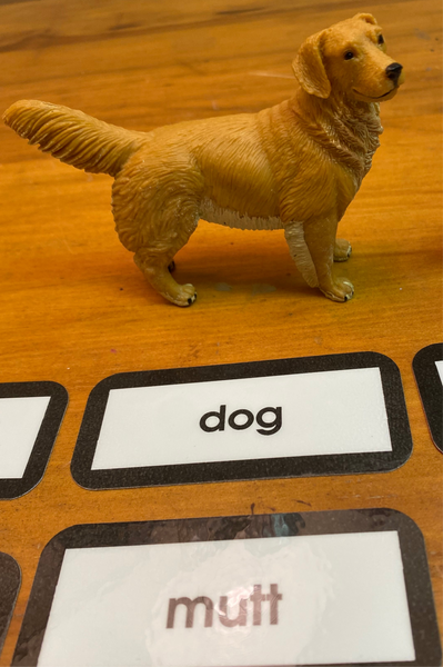 Close up of dog and dog label. Part of the synonym set of objects.