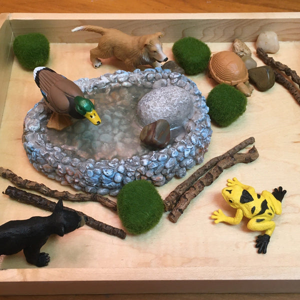 View of Pond and objects, cub, duck, twigs, moss, pup, turtle, rocks, frog