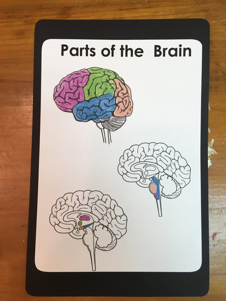 Digital Download Mini Brain Book